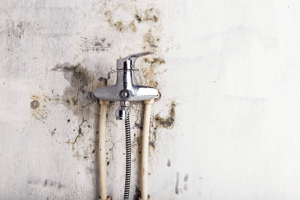 Office Mold Removal Services in Flourtown, PA