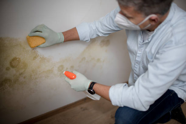 Best Mold Removal Process  in Flourtown, PA
