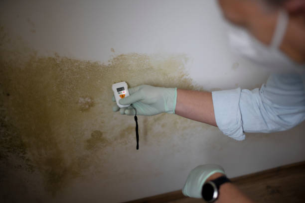 Best Residential Mold Removal  in Flourtown, PA