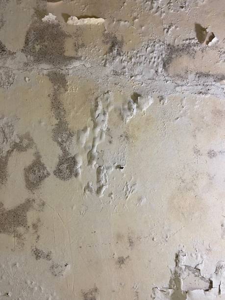 Attic Mold Removal in Flourtown, PA