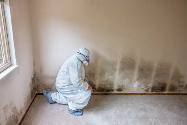 Home Mold Removal in Flourtown, PA