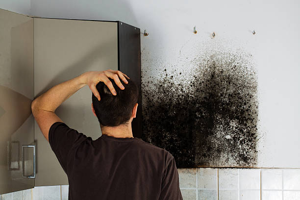 Best Attic Mold Removal  in Flourtown, PA